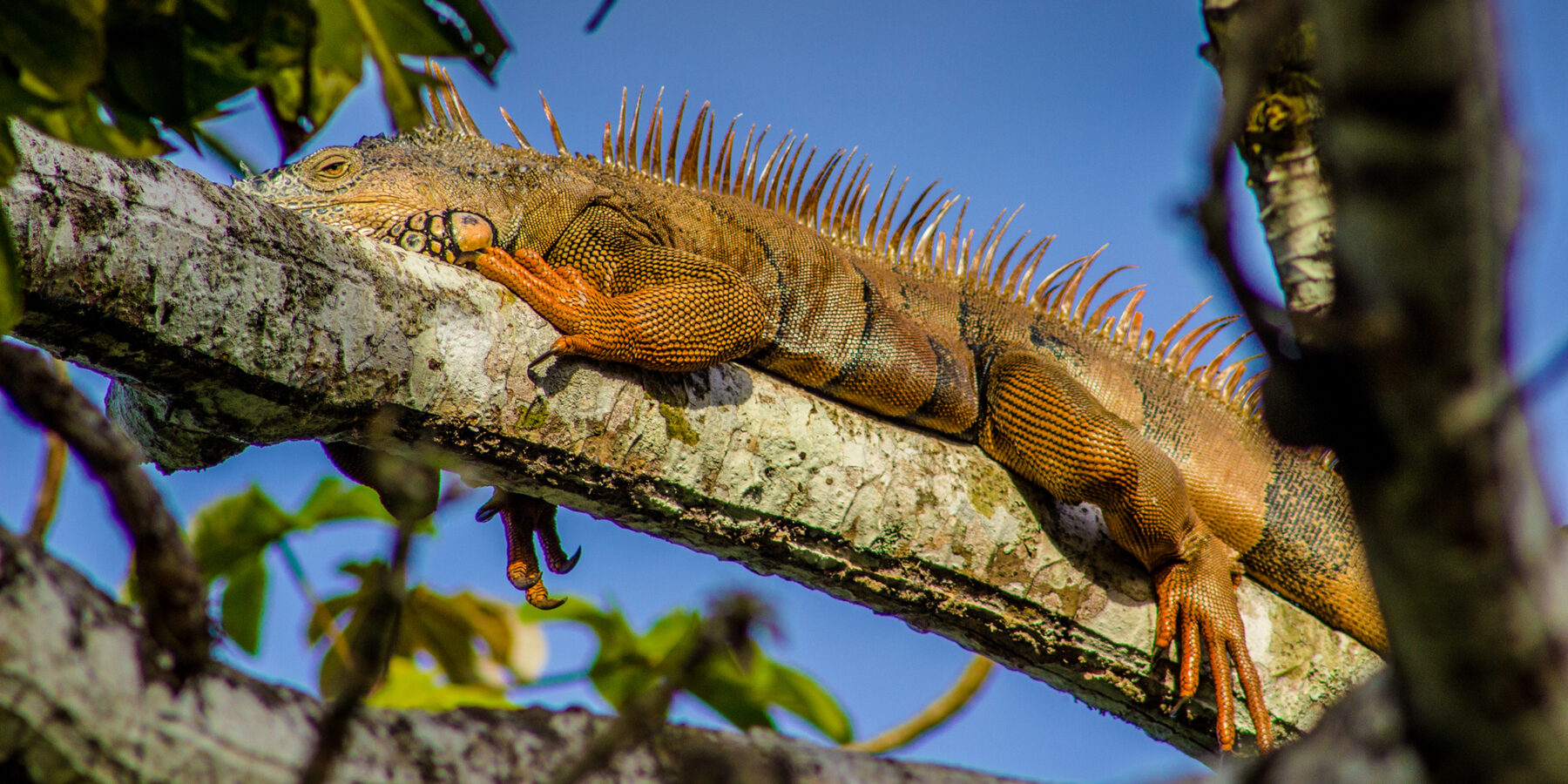 An,Iguana,On,A,Tree,Branch,In,San,Ignacio,,Belize