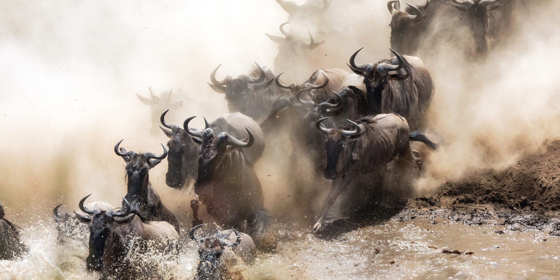 Wildebeest,Crossing,The,Mara,River,During,The,Annual,Great,Migration.