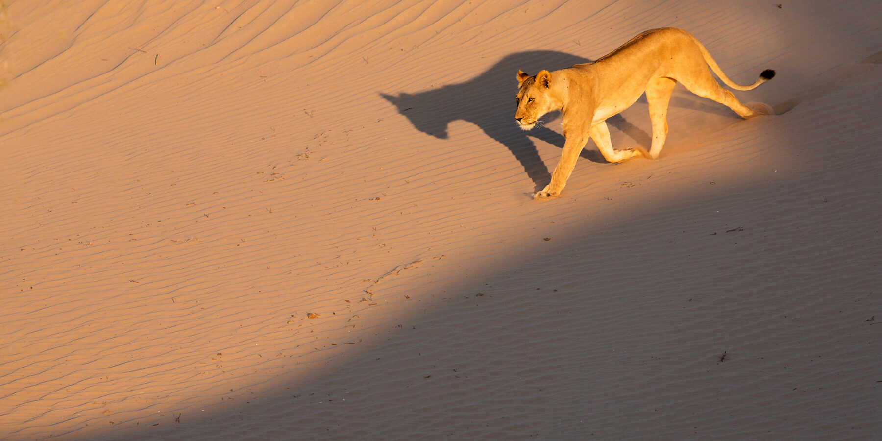 Highly,Endangered,Desert,Lion,Running,Down,A,Sand,Dune,In