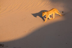 Highly,Endangered,Desert,Lion,Running,Down,A,Sand,Dune,In