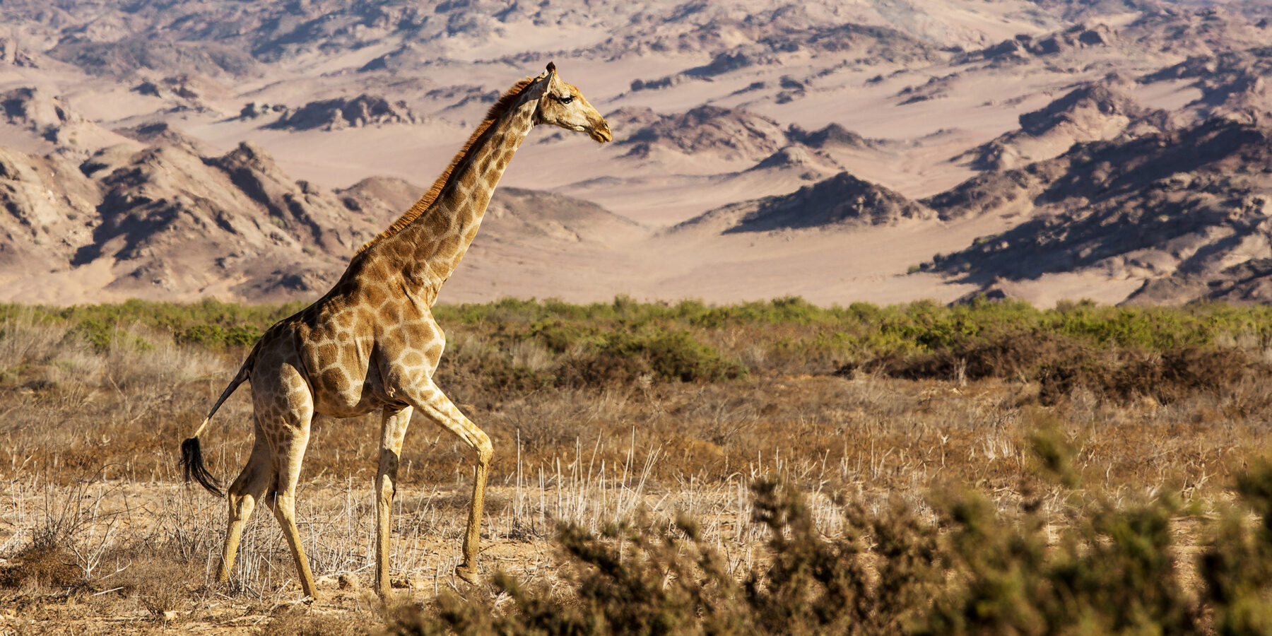 Giraffe,In,The,Dry,Hoanib,Valley,,Namibia
