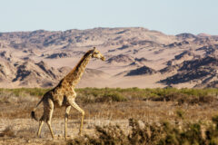 Giraffe,In,The,Dry,Hoanib,Valley,,Namibia