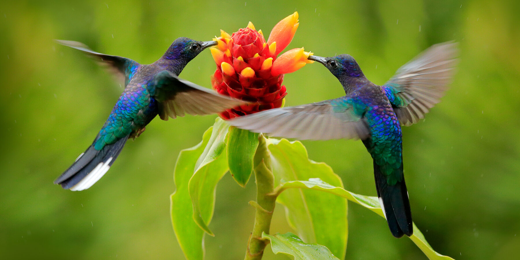 Blue,Hummingbird,Violet,Sabrewing,Flying,Next,To,Beautiful,Red,Flower.