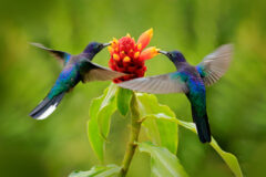Blue,Hummingbird,Violet,Sabrewing,Flying,Next,To,Beautiful,Red,Flower.
