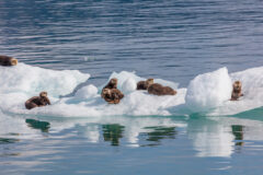 Sea,Otters,On,Icebergs,From,Columbia,Glacier,In,Prince,William