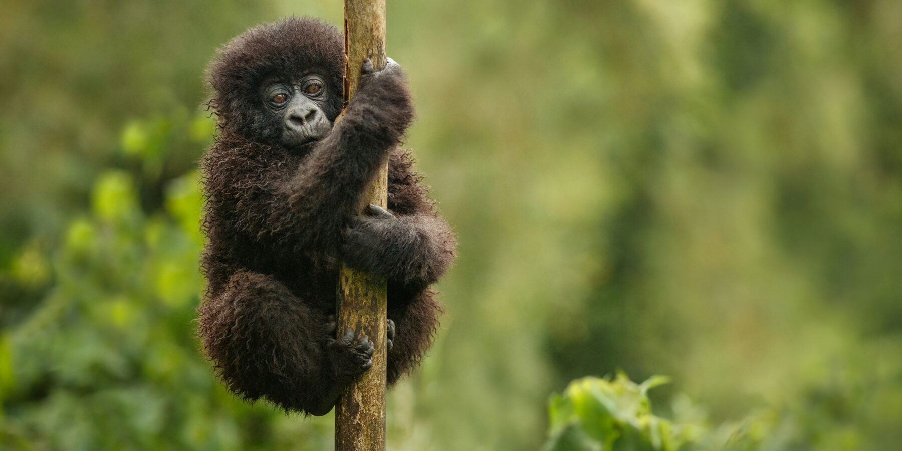 Wild,Mountain,Gorilla,In,The,Nature,Habitat.,Very,Rare,And