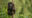 Wild,Mountain,Gorilla,In,The,Nature,Habitat.,Very,Rare,And
