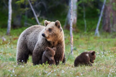 Mother,Brown,Bear,Protecting,Her,Cubs,In,A,Finnish,Forest.