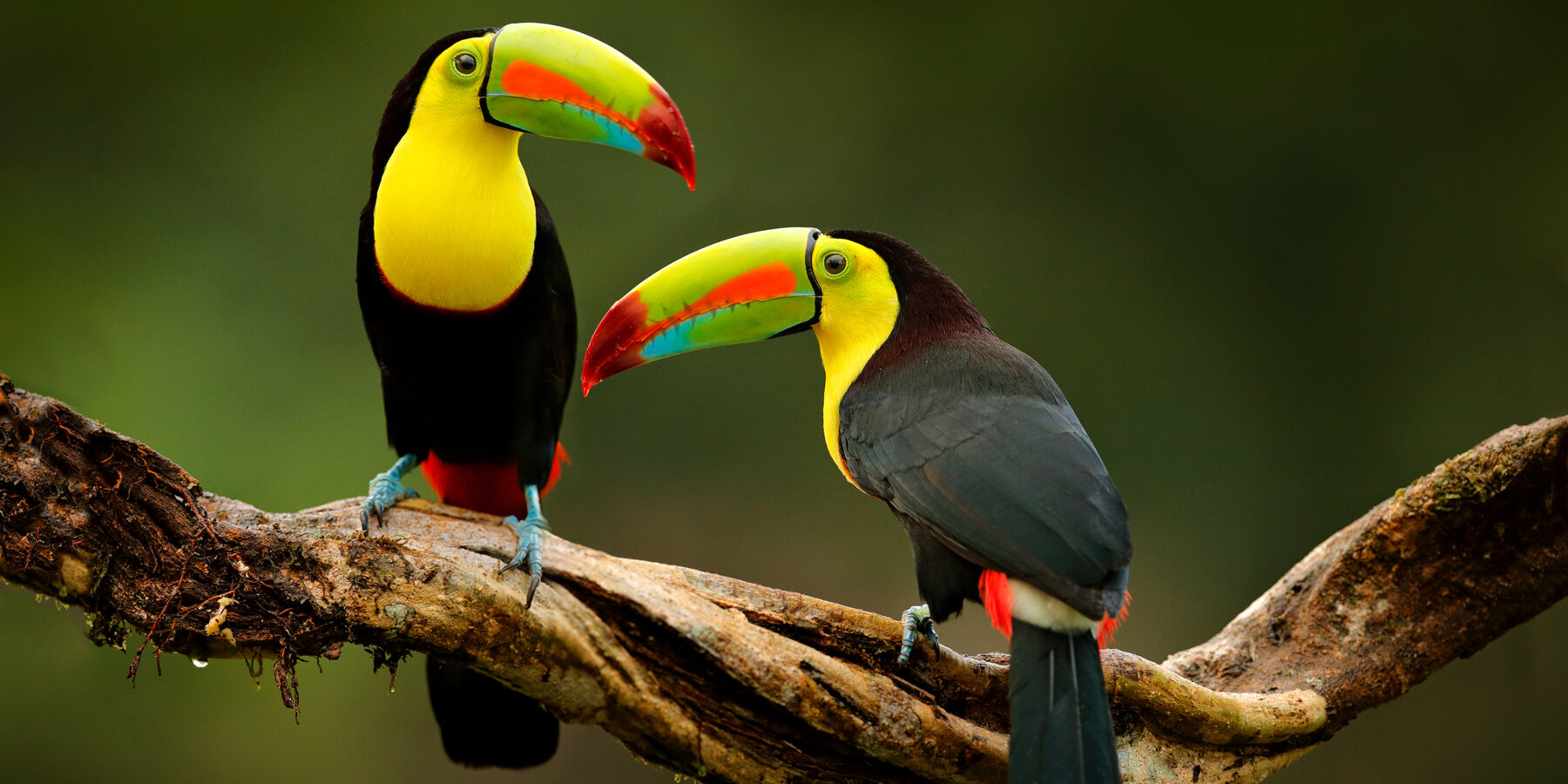 Toucan,Sitting,On,The,Branch,In,The,Forest,,Green,Vegetation,