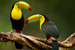 Toucan,Sitting,On,The,Branch,In,The,Forest,,Green,Vegetation,