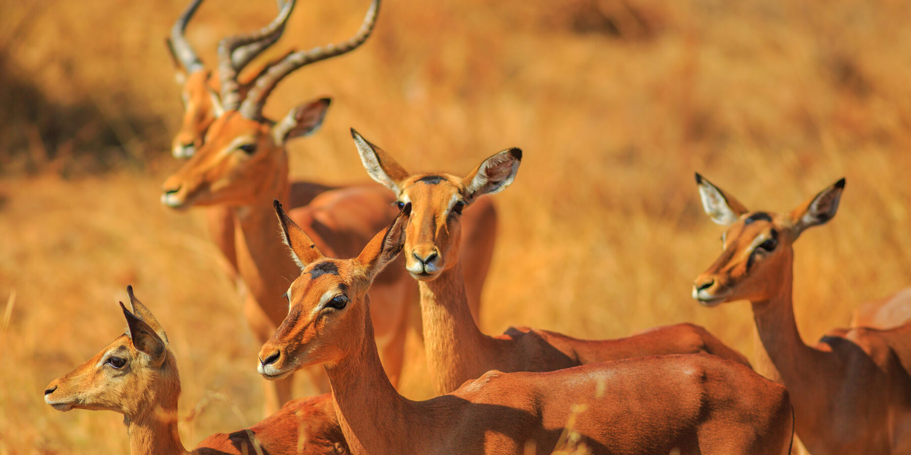 Side,View,Of,Impala,Group,,Aepyceros,Melampus,,Standing,In,Madikwe