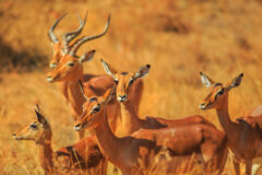 Side,View,Of,Impala,Group,,Aepyceros,Melampus,,Standing,In,Madikwe