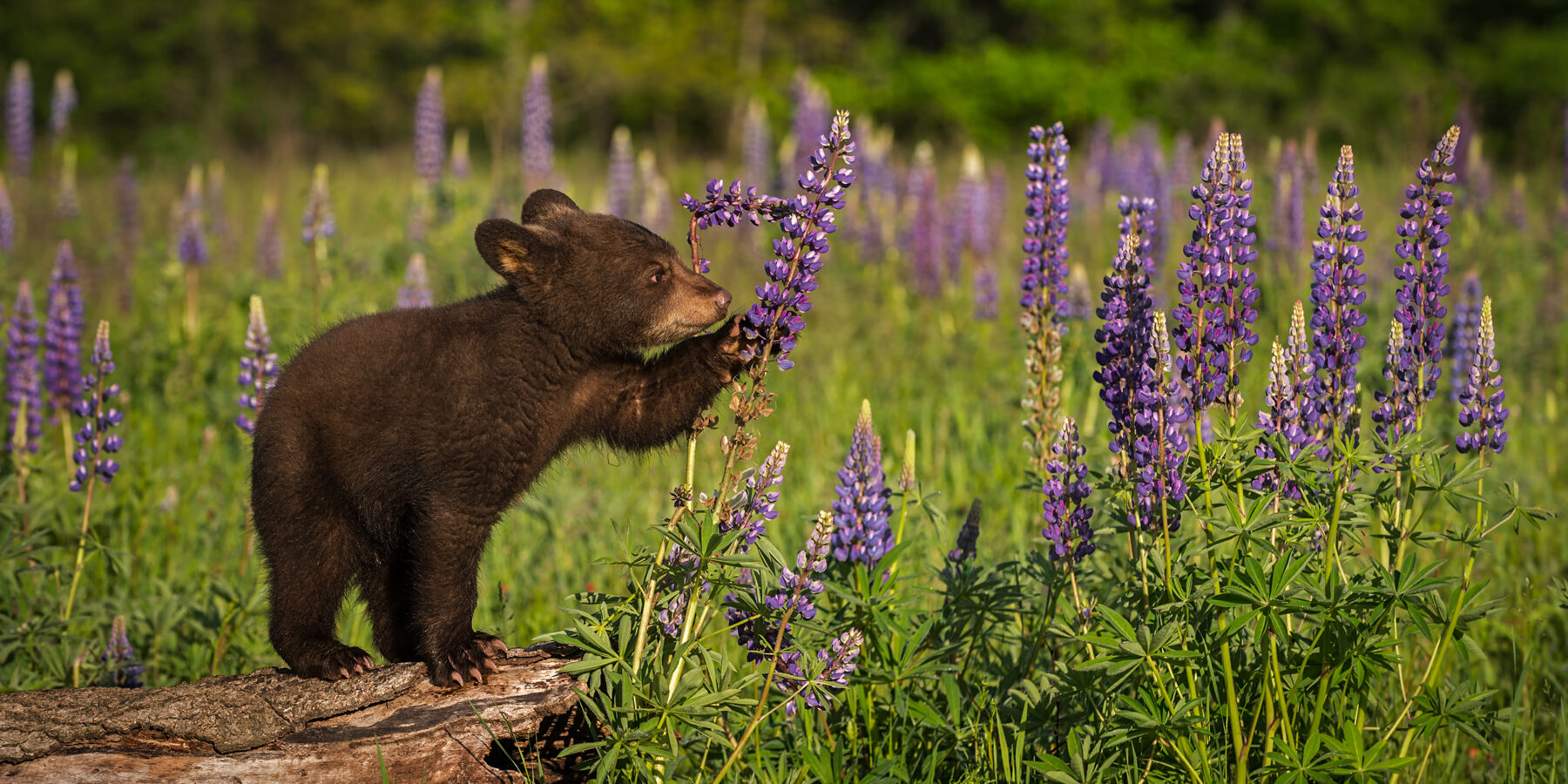 Black,Bear,Cub,(ursus,Americanus),Paws,At,Lupine,Summer,-