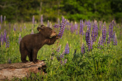 Black,Bear,Cub,(ursus,Americanus),Paws,At,Lupine,Summer,-