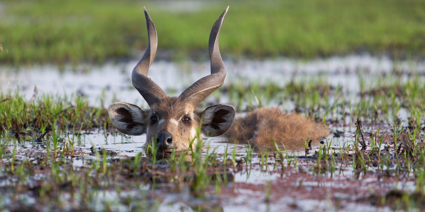Male,Sitatunga,Antelope,Hiding,In,Water,,Botswana