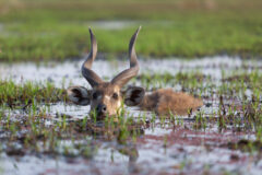 Male,Sitatunga,Antelope,Hiding,In,Water,,Botswana