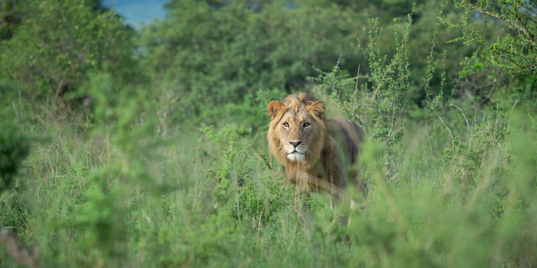 Big,Male,Lion,Walking,Through,The,Bush,In,Akagera,National