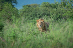 Big,Male,Lion,Walking,Through,The,Bush,In,Akagera,National
