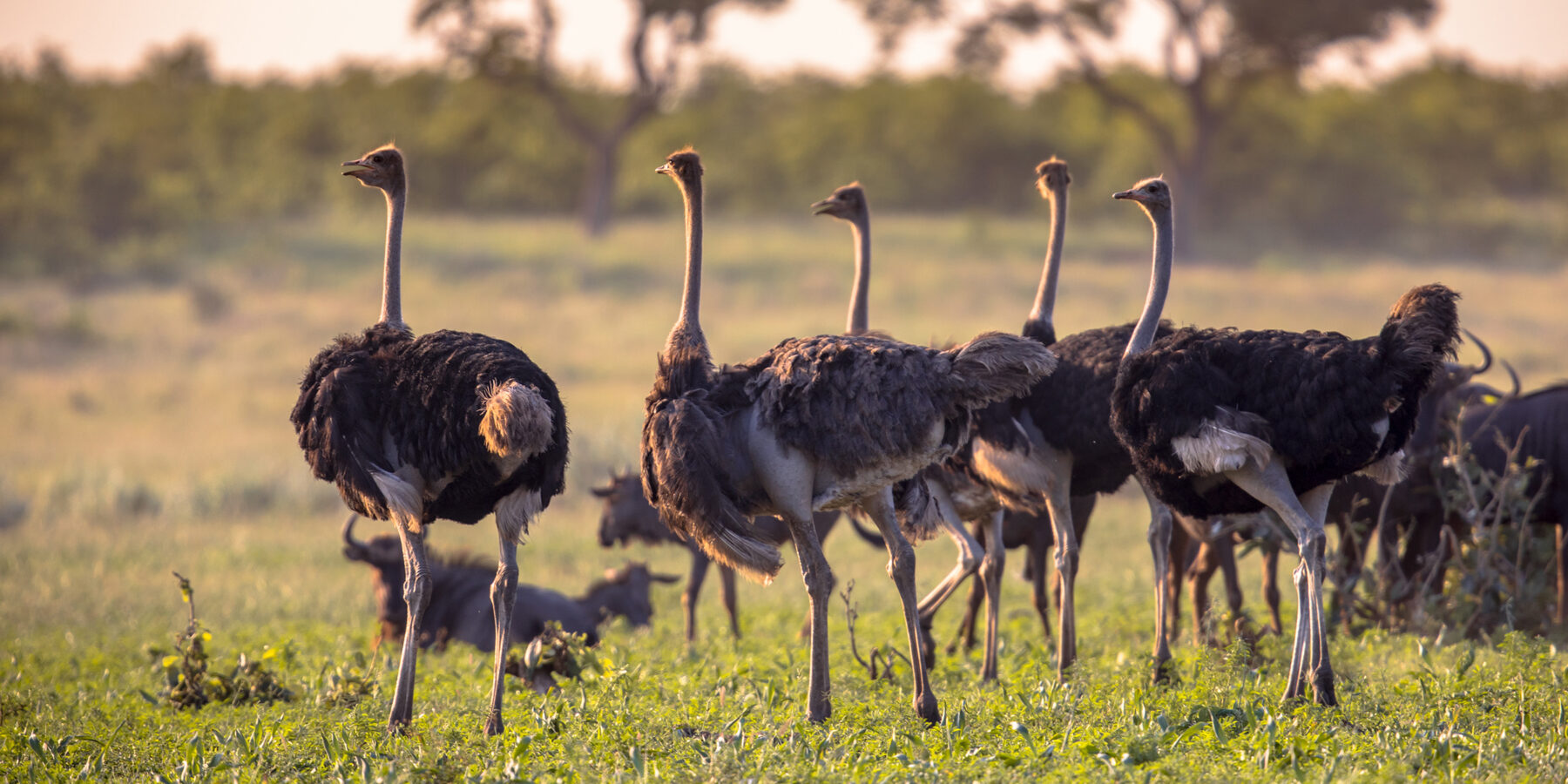 South,African,Ostrich,(struthio,Camelus,Australis),Herd,At,Sunset,On