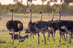 South,African,Ostrich,(struthio,Camelus,Australis),Herd,At,Sunset,On