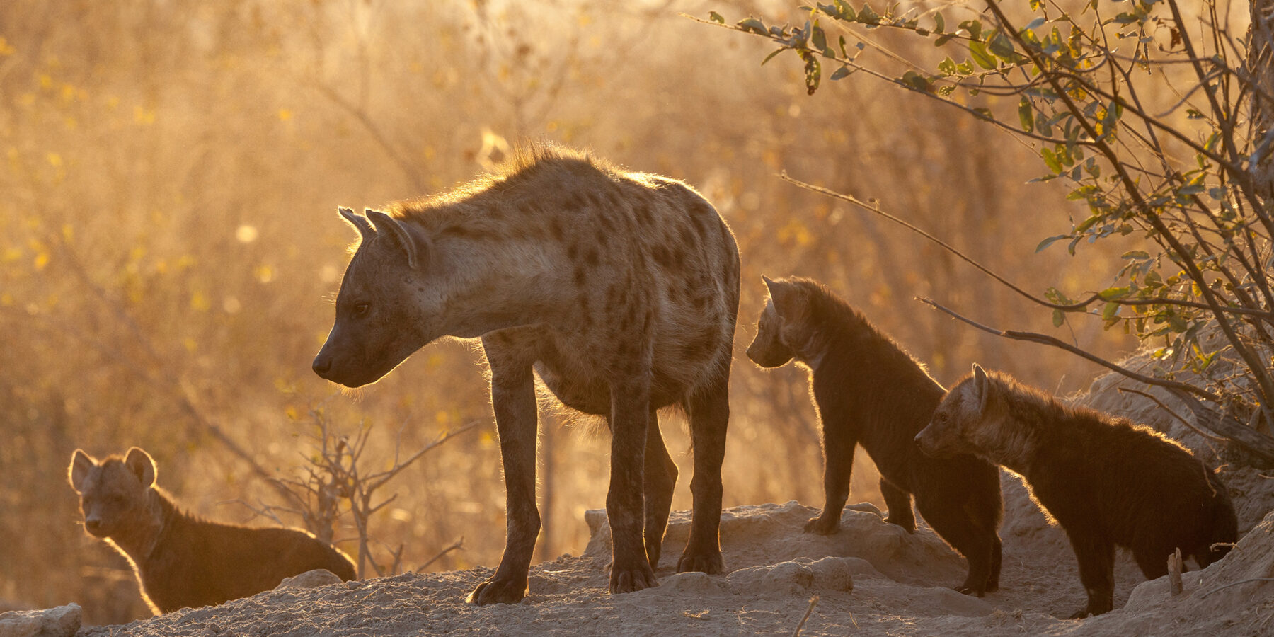 Adult,Hyena,And,Cubs,At,Den
