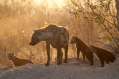Adult,Hyena,And,Cubs,At,Den