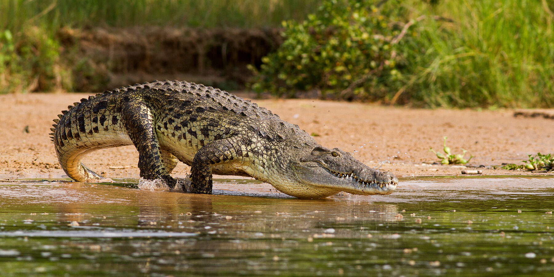 A,Nile,Crocodile,,The,Bigger,Predator,Of,The,Nile,River.