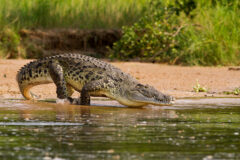 A,Nile,Crocodile,,The,Bigger,Predator,Of,The,Nile,River.