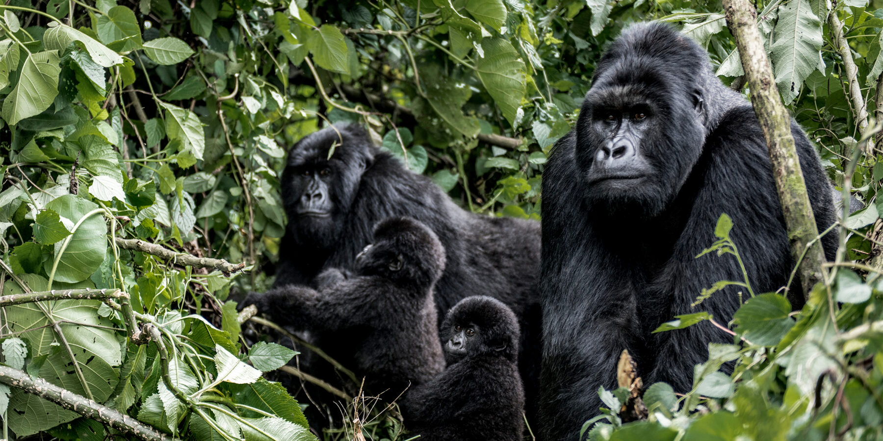 Family,Of,Moutanis,Gorillas,,Baby,,Mother,And,Father,,In,Virunga