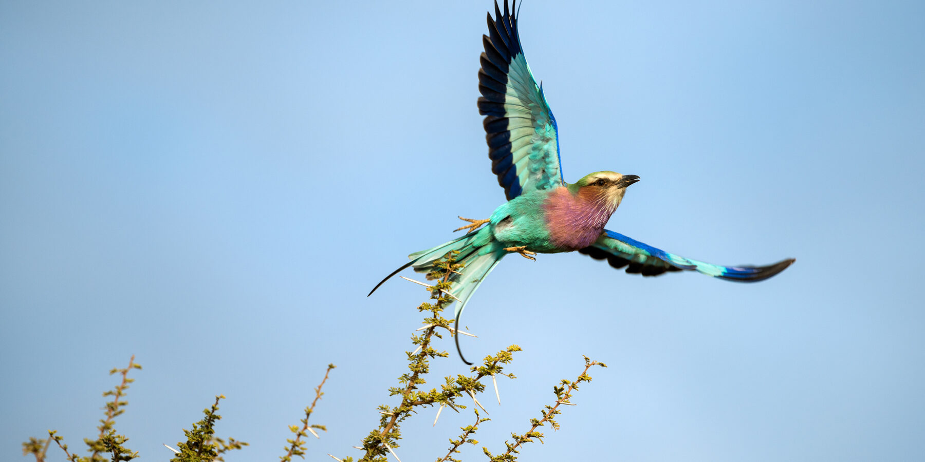 A,Close,Up,Action,Photograph,Of,A,Lilac-breasted,Roller,Taken