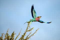 A,Close,Up,Action,Photograph,Of,A,Lilac-breasted,Roller,Taken