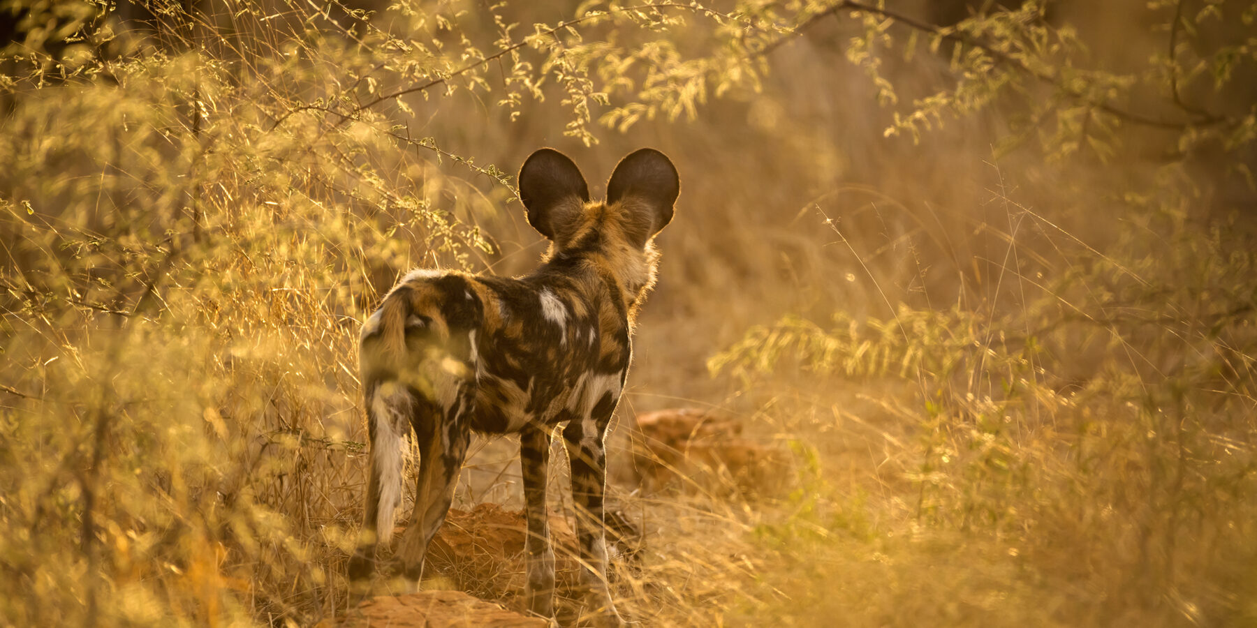 A,Beautiful,Sunset,Photograph,Of,A,Wild,Dog,Intently,Staring