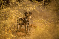A,Beautiful,Sunset,Photograph,Of,A,Wild,Dog,Intently,Staring