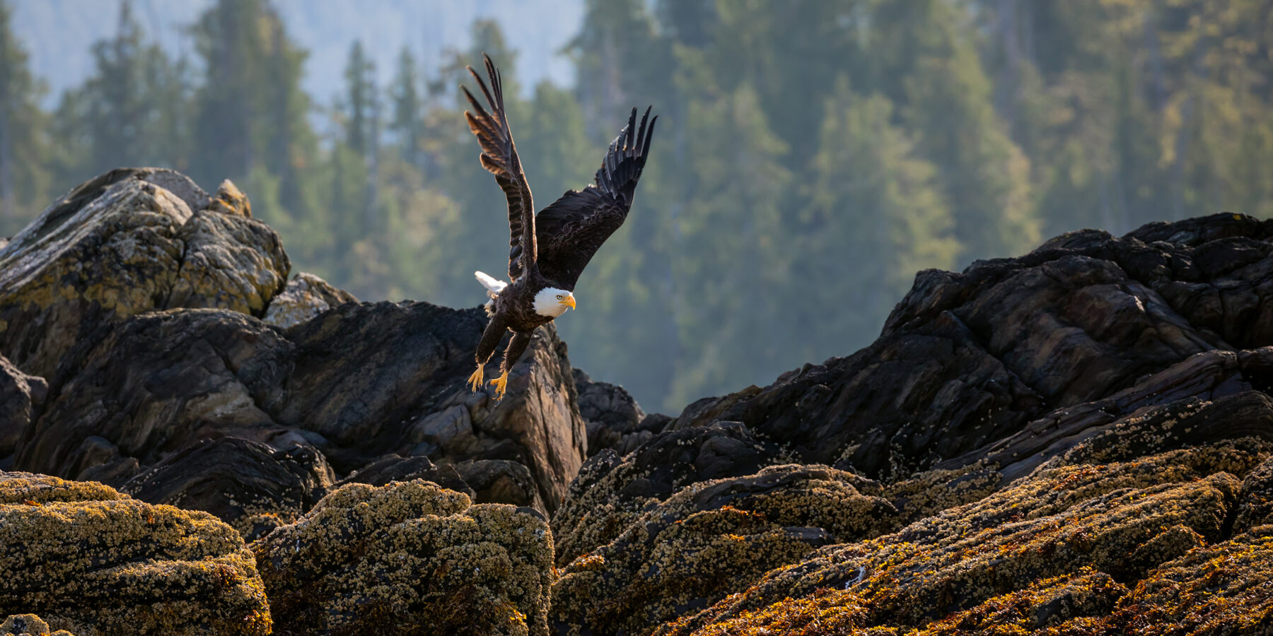 Bald,Eagle,In,Flight,Right,After,He,Took,Off,From