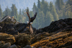 Bald,Eagle,In,Flight,Right,After,He,Took,Off,From
