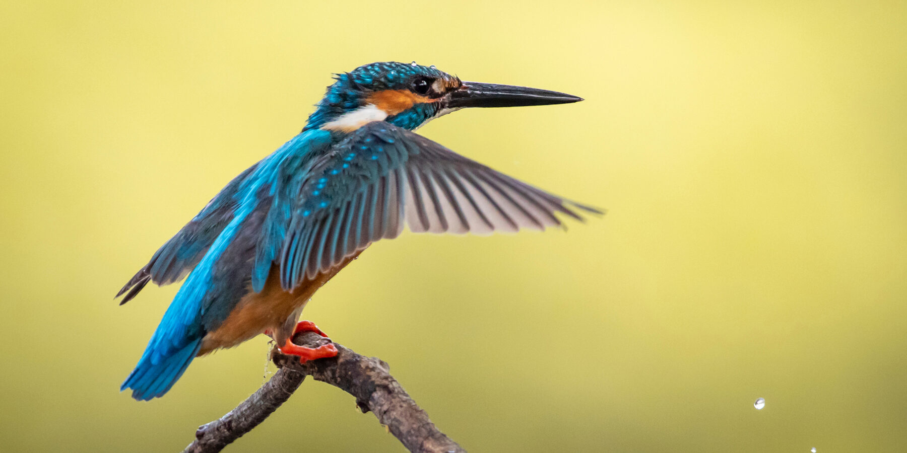 Image,Of,Common,Kingfisher,(alcedo,Atthis),Perched,On,A,Branch