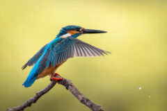 Image,Of,Common,Kingfisher,(alcedo,Atthis),Perched,On,A,Branch