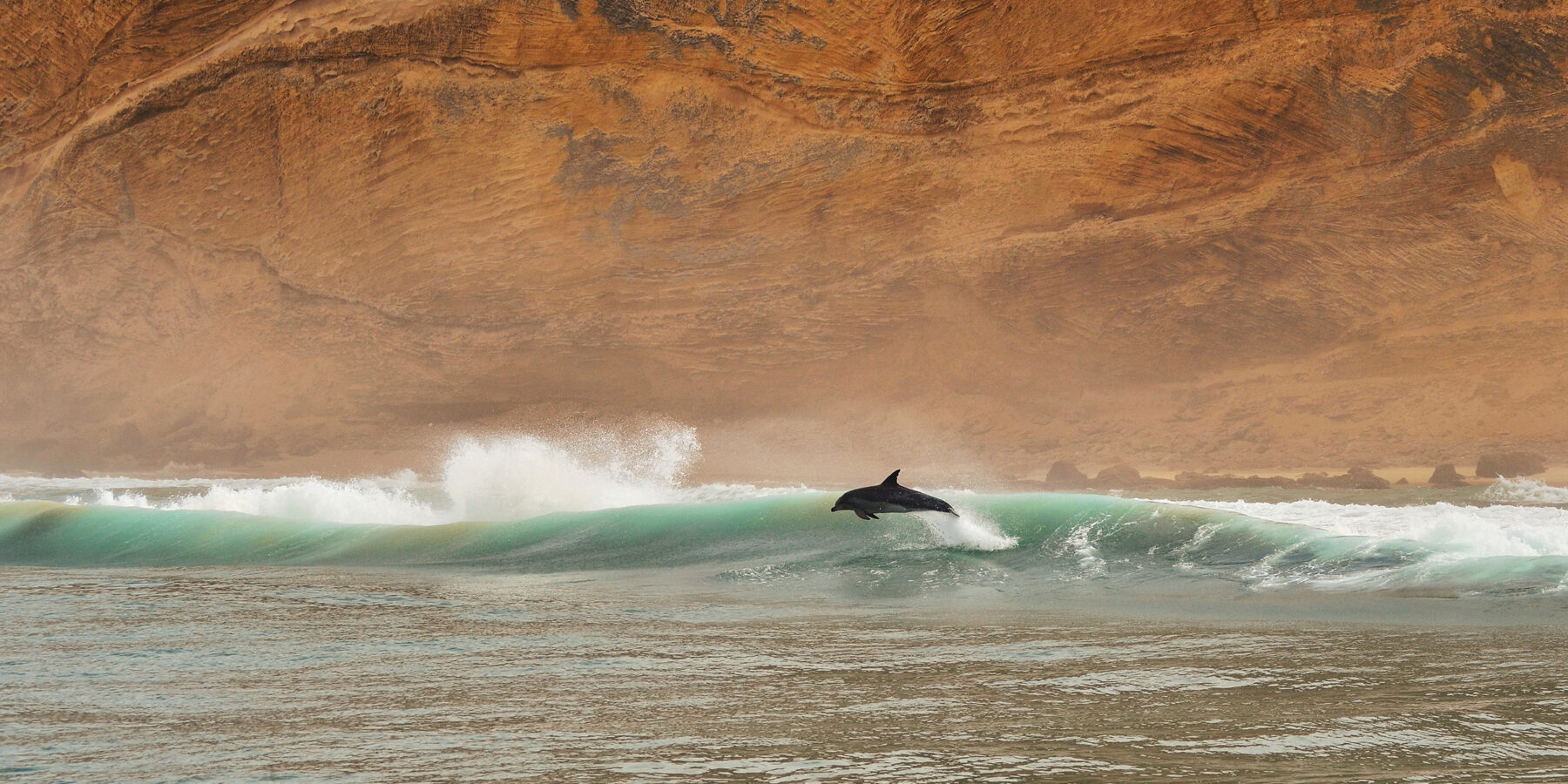 Bottle-nose,Dolphins,In,South,Africa