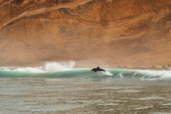 Bottle-nose,Dolphins,In,South,Africa