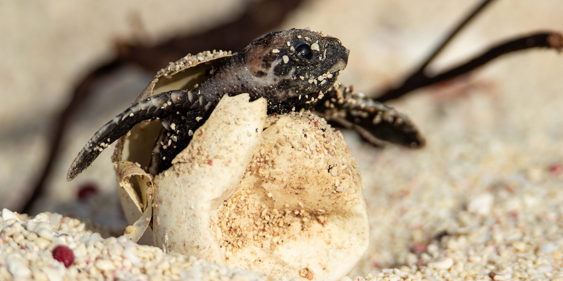 Hawksbill,Hatchling,Hatching,From,Its,Egg.
