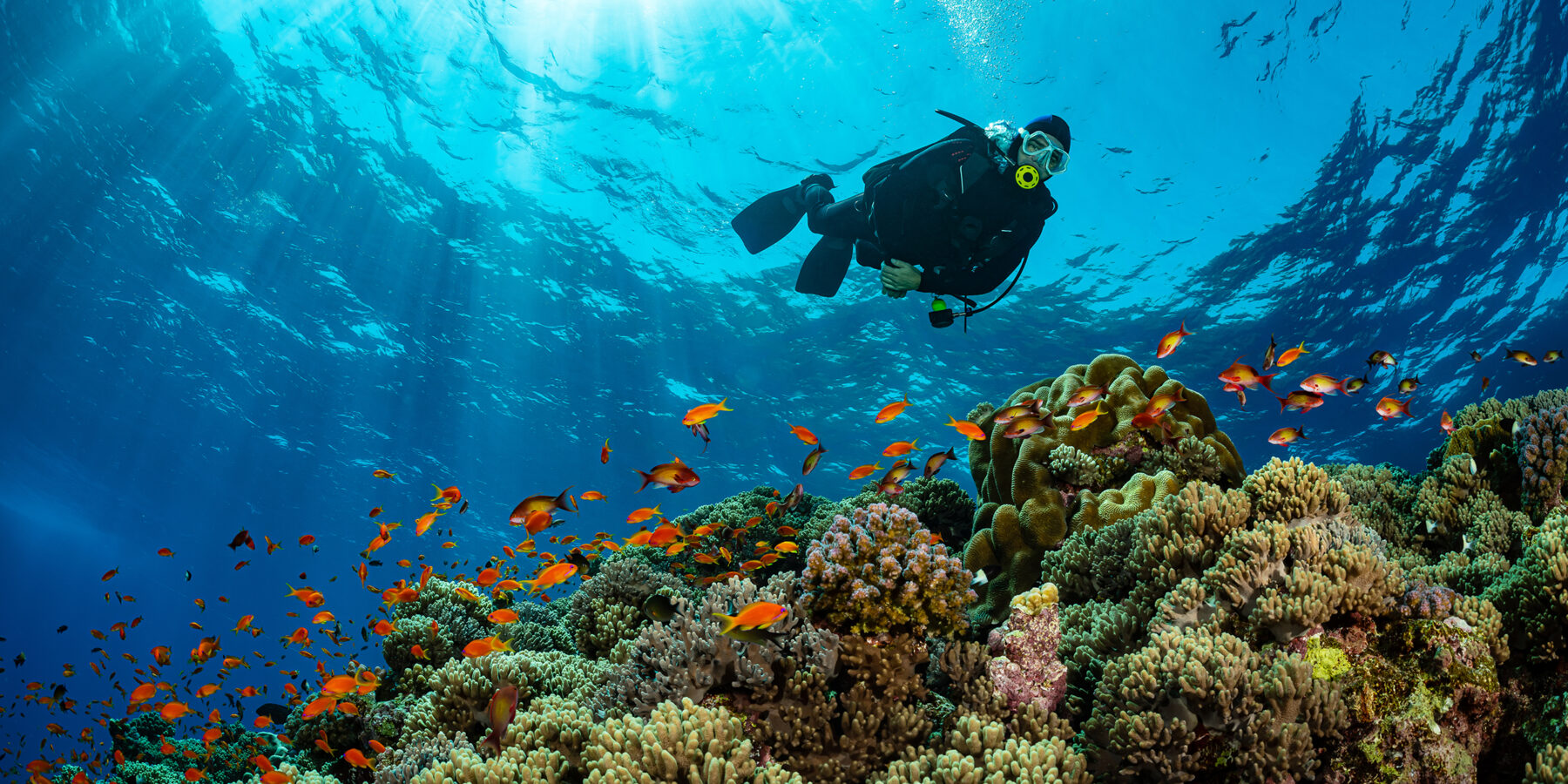 Typical,Red,Sea,Tropical,Reef,With,Hard,And,Soft,Coral