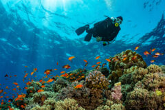 Typical,Red,Sea,Tropical,Reef,With,Hard,And,Soft,Coral