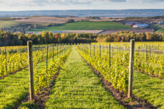 Canada,,Nova,Scotia,,Annapolis,Valley,,Wolfville.,Local,Vineyard.