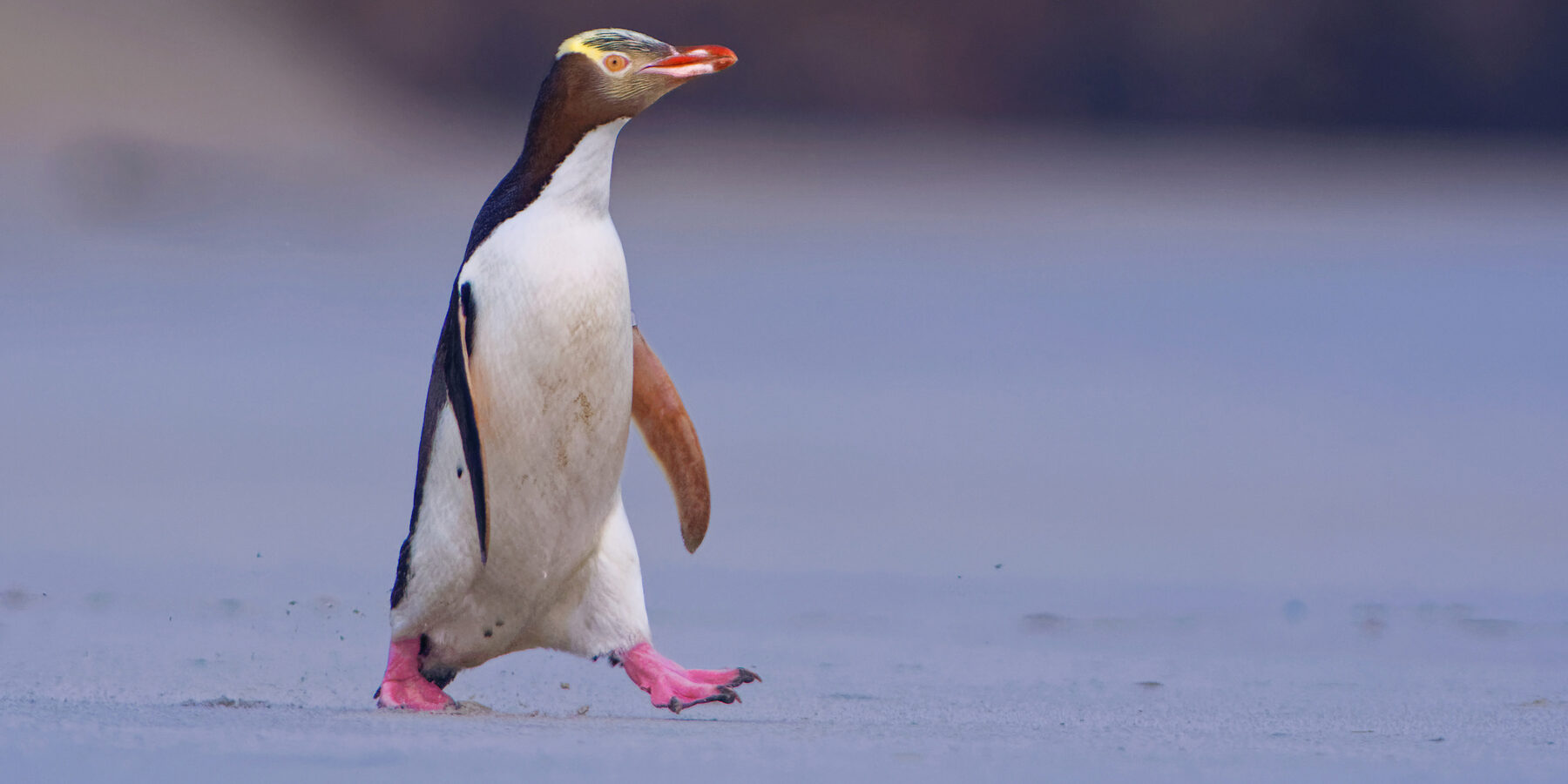 Yellow-eyed,Penguin,-,Hoiho,-,Megadyptes,Antipodes,,Breeds,Along,The