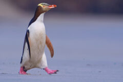 Yellow-eyed,Penguin,-,Hoiho,-,Megadyptes,Antipodes,,Breeds,Along,The