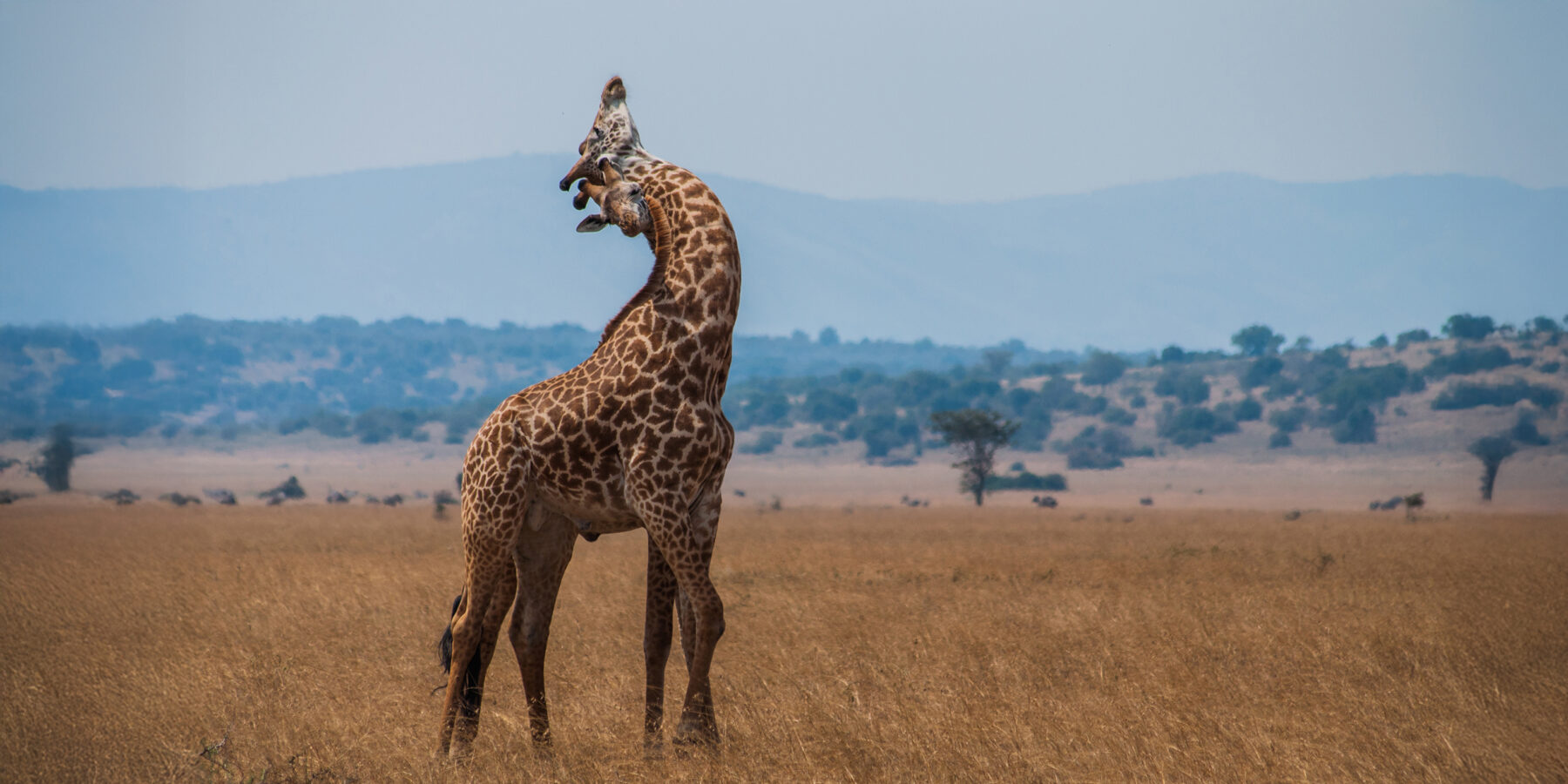 Hugging,Giraffes,In,Akagera,,Rwanda