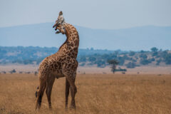 Hugging,Giraffes,In,Akagera,,Rwanda