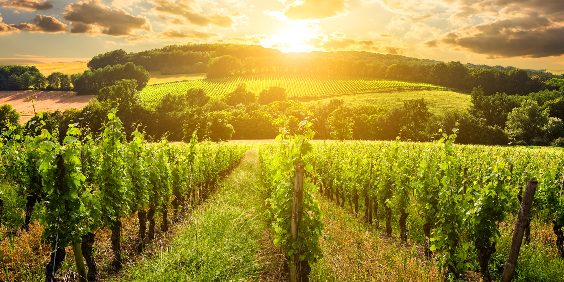 Beautiful,Vineyard,At,Sunset.,Travel,Around,Tuscany,,Italy.