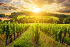 Beautiful,Vineyard,At,Sunset.,Travel,Around,Tuscany,,Italy.