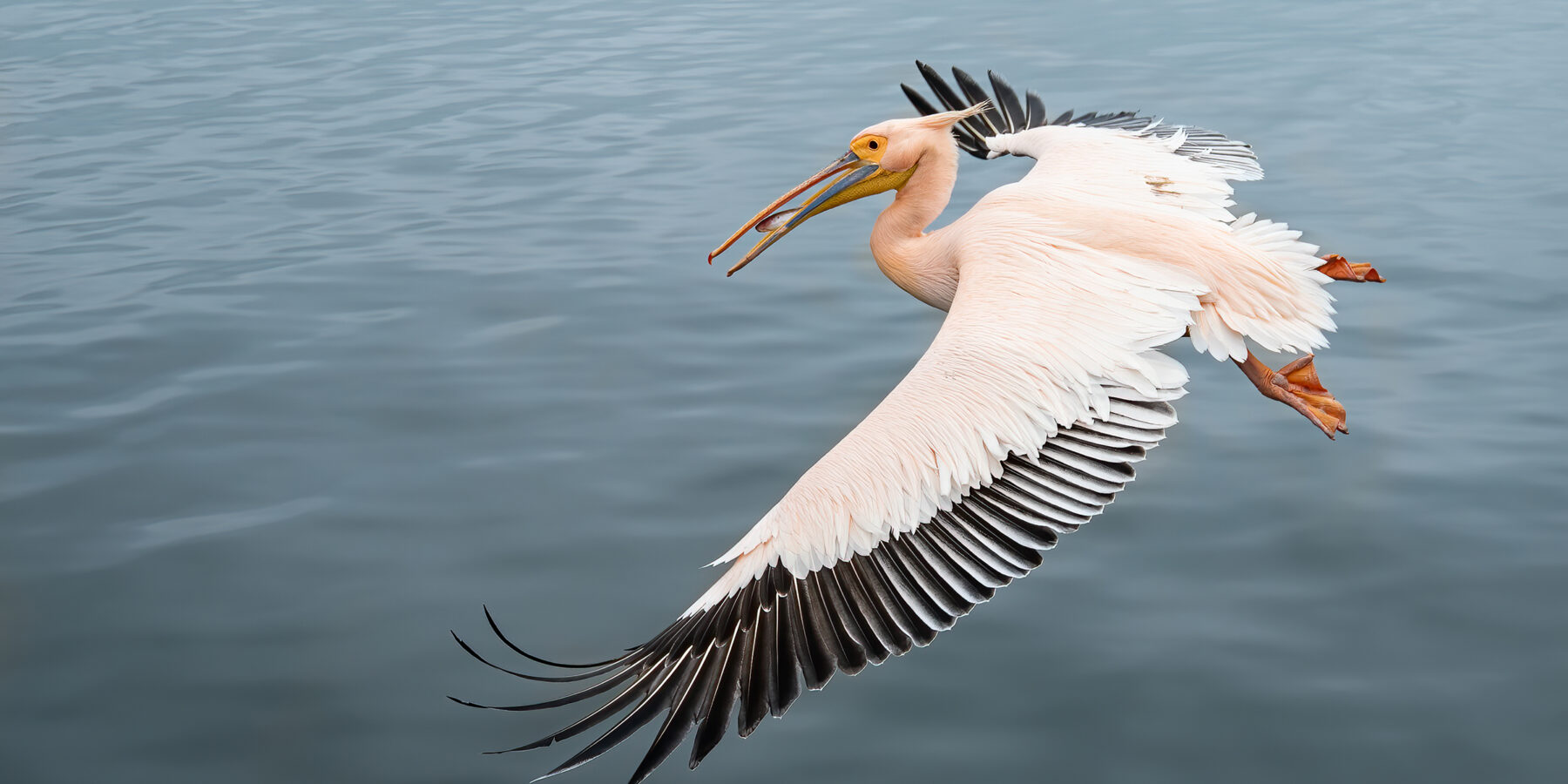 Great,White,Pelican,(pelecanus,Onocrotalus),With,Fish,In,The,Beak